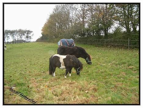 Miniature Wonder(Lille Fyr) billede 2