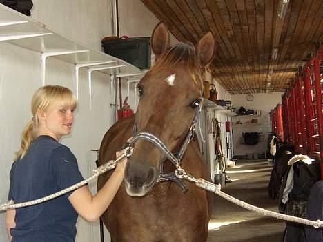 Trakehner Nevada  - åh... så sødt:D billede 9