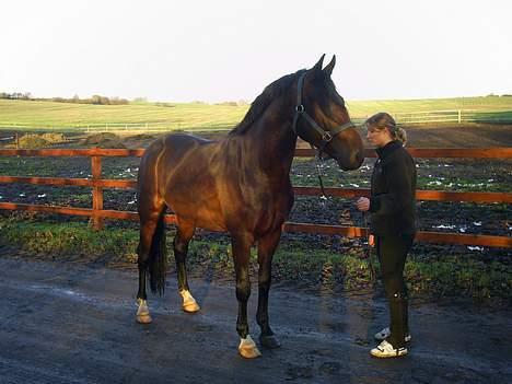 Oldenborg Aristokrat *solgt* billede 3