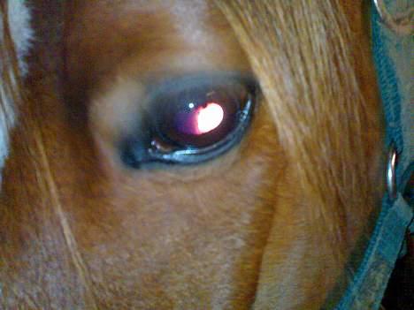 Anden særlig race Ferrari *SOLGT* :'( - Nær billede af den skønne ! (: billede 16