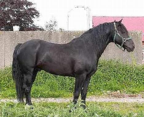 Welsh Cob (sec D) Låddenhøjs Donnovan SOLGT - Donnovans fader Cwmclais Prince billede 11