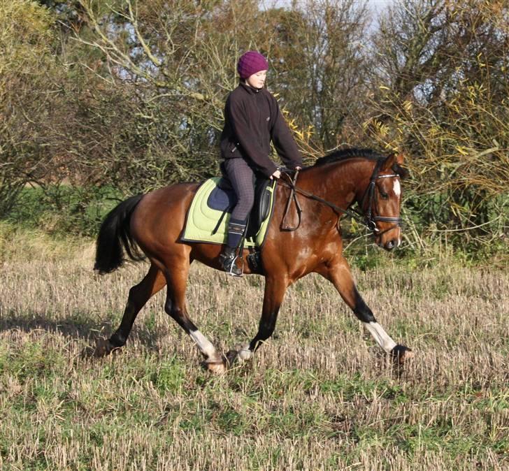 Anden særlig race Engedals E.T. - efterår/vinter 08 . øgninger er forholdsvis nye for ham, men her er da et forsøg :) - bær venligt over med min opstilling, ved den ikke lige frem er køn .. foto: Eva Rangel billede 1