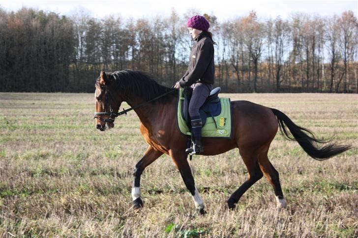 Anden særlig race Engedals E.T. - Træning d. 16/11-08 Foto: Eva Rangel billede 3