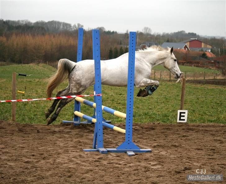 Sportsaraber (A) Mon Cherie <3 <3 SOLGT <3 <3 - mon springer lige et lille spring.--- taget af Christina  billede 17