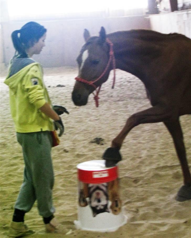 DSP Firhøjs Nobi - min engel - ´jeg gør som du gør (: ! os to altid ? ikk´ mor .. ? ;´] billede 5