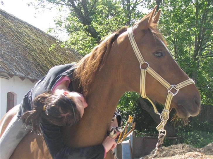 DSP Firhøjs Nobi - min engel - kærlighed tiil døden os skiller !!!!!!!!!!!!!!!!!!!!!!!!!!!!!!!!!!!!!!!!!!!<333333333333333333333333333 billede 6