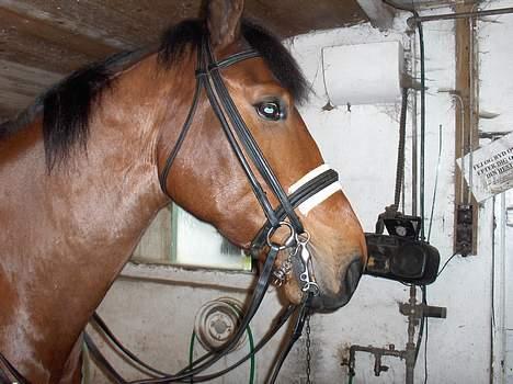 Anden særlig race McKoy  - McKoy med kandar billede 18