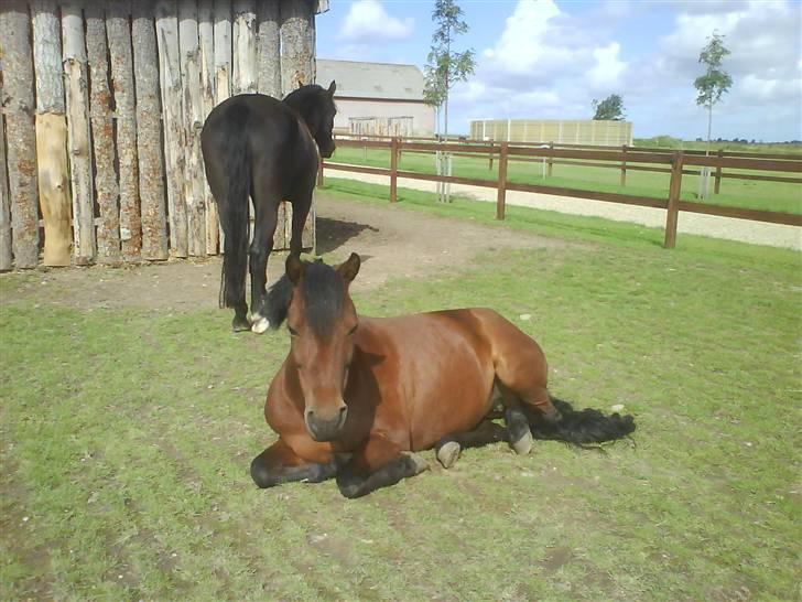 Anden særlig race Flicka  <3 den hurtige - Flicka ligger ned <33 ! Nohh billede 20