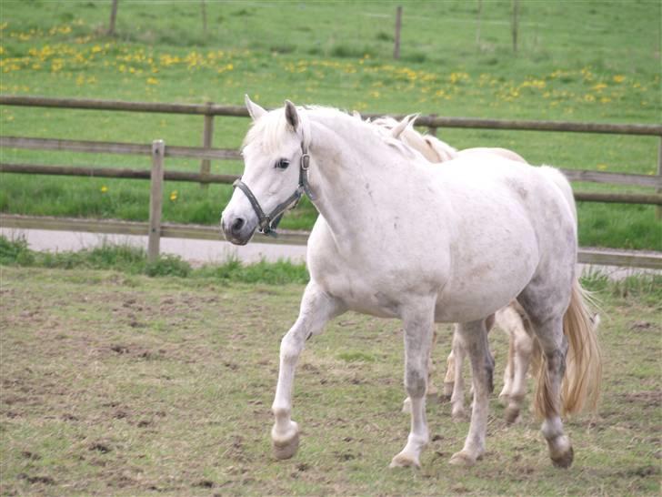 Connemara Barholts Evita - Evita nyder hendes nye tilværelse som avlshoppe :-) 19 dage til termin billede 18