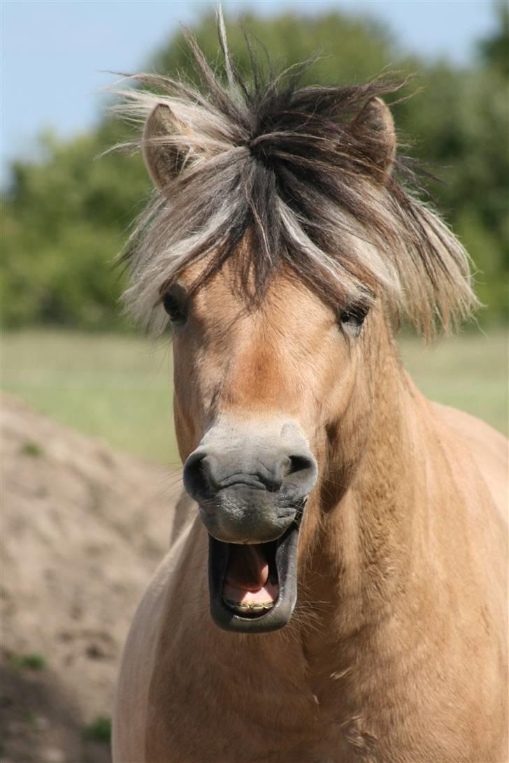 Fjordhest PH's Inko  billede 1