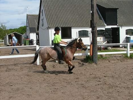 Welsh Mountain (sec A) Baggerveld's Natasja - Hendes smukke trav billede 6