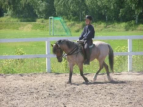 Welsh Mountain (sec A) Baggerveld's Natasja - skrit billede 8