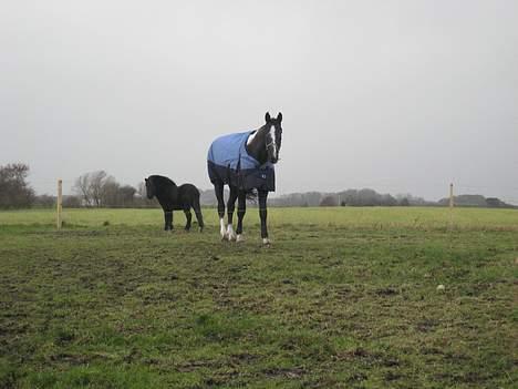 Anden særlig race ontario >--Aflivet--< billede 2