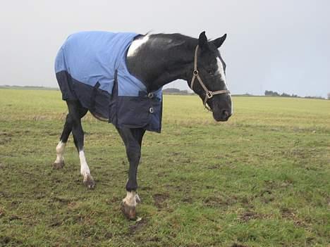 Anden særlig race ontario >--Aflivet--< billede 3