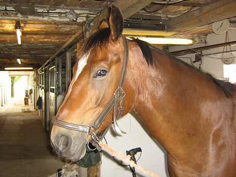 Anden særlig race Mirou *Solgt* - Her kan i se Mirou. Det var første gang jeg så ham. billede 1