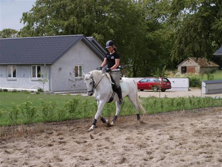 Anden særlig race ..Kasmir (Kasse) billede 8