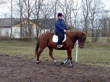 Traver Honey Corona *Byttet* - Første gang jeg rider Honey d. 17/2-2007 :) billede 4