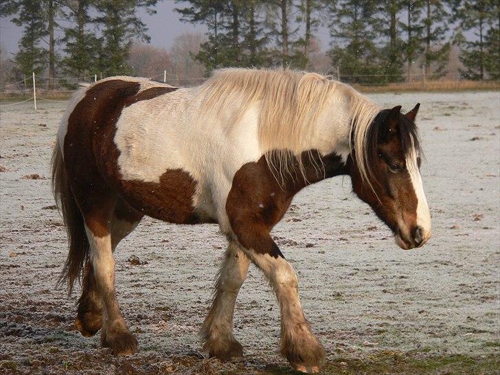 Irish Cob Frydendal's Liothlaith billede 2