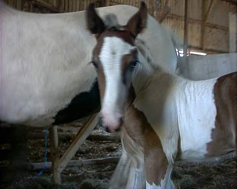 Irish Cob Frydendal's Liothlaith billede 4