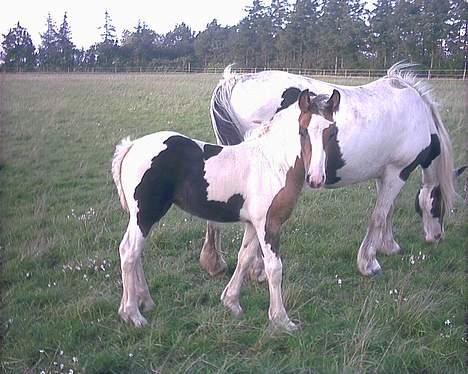 Irish Cob Frydendal's Liothlaith billede 5