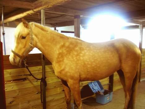 Palomino Chloé - Chloé d. 21-01-2007 billede 14