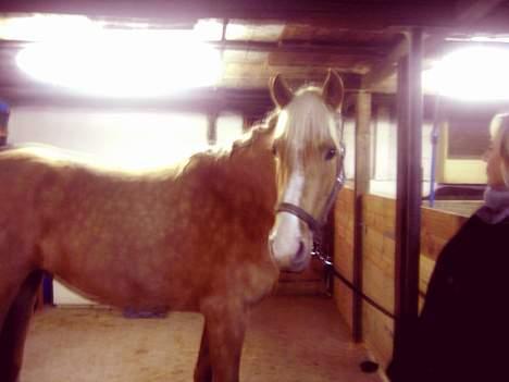 Palomino Chloé - Chloé d.21-o1-2007 billede 15