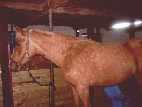Palomino Chloé - Chloé d. 21-01-2007 billede 16