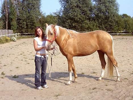 Palomino Chloé - Stutteri Lysgaard, juli 2006 billede 17