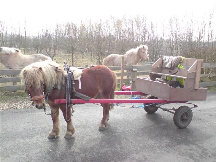 Shetlænder Dolf "Mascot" af Hola -  marts 2009. dolf har været ude og køre med vognen. det her er 8 gange han er ude og køre og ja det går bare super godt.  billede 3