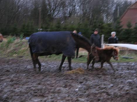 Shetlænder Dolf "Mascot" af Hola - nr.2 d 21/1-07 her sammen med loke, han er kæmpe i forhold til ham, men okay han er os over 170 og Dolf er kun 80 ca billede 4