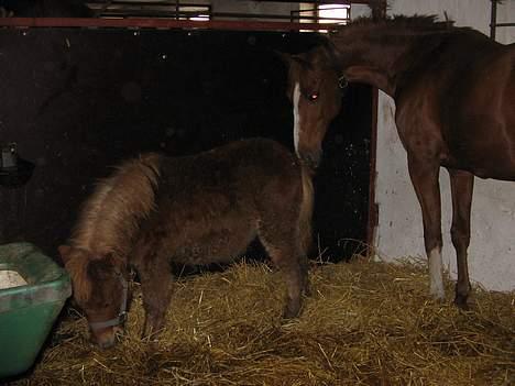 Shetlænder Dolf "Mascot" af Hola - nr.3 d. 21/1-07 her står han sammen med hans værelses kammerat simon, min anden hest.. de skal lige lære hinanden og kende også skal det nok gå.. billede 5