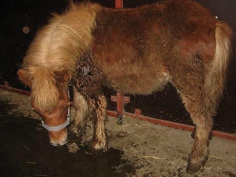 Shetlænder Dolf "Mascot" af Hola - nr.4 d. 21/1-07 her er vi ved og blive vasket.. men vi er ikke blevet så pæn endnu.. billede 6