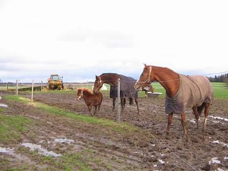 Shetlænder Dolf "Mascot" af Hola - nr.6 21/1-07 her står jeg igen sammen med loke min nye ven.. han passer på mig.. billede 7