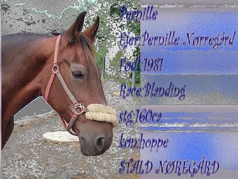 Anden særlig race Pernille*DØD* billede 8