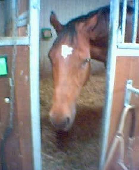 Dansk Varmblod Michella (Aflivet) - Mille i boks på VER billede 1