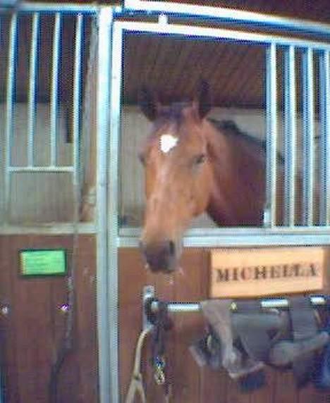 Dansk Varmblod Michella (Aflivet) - Igen Mille i boks på VER billede 2