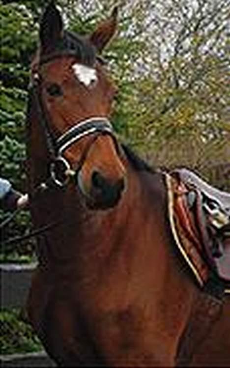 Dansk Varmblod Michella (Aflivet) - Mille som model for Equopage billede 3