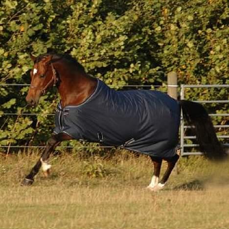 Dansk Varmblod Michella (Aflivet) - Mlle som dækken-model for Equipage billede 4