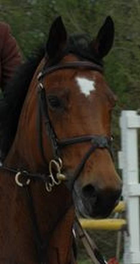 Dansk Varmblod Michella (Aflivet) - Mille med hovedtøj (Til stævne) billede 5