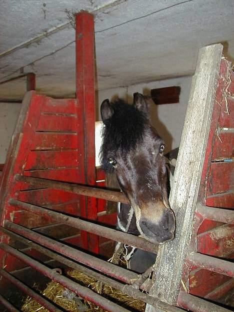 Anden særlig race Pirus - se lige mig er jeg ikke charmerende billede 1