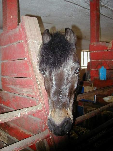Anden særlig race Pirus - Jeg elsker den pony billede 4