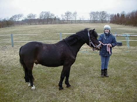 Anden særlig race Pirus - jaja... vallak kåring for ponyer billede 6
