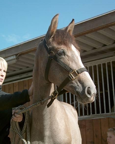 Pura Raza Española Dalgards Guapa(aflivet) - Guapa som føl billede 3