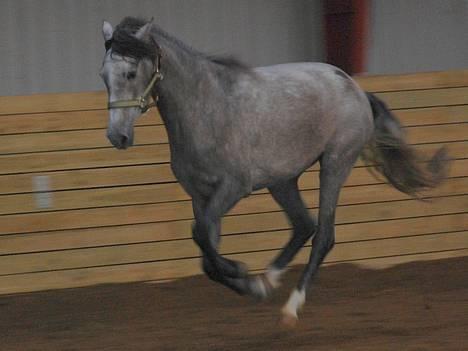 Pura Raza Española Dalgards Guapa(aflivet) billede 4