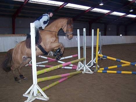 Dansk Varmblod <3*Duvill N*<3  solgt :( - min dejlige pige<3:-) billede 3