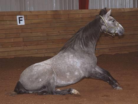 Pura Raza Española Dalgards Guapa(aflivet) billede 5