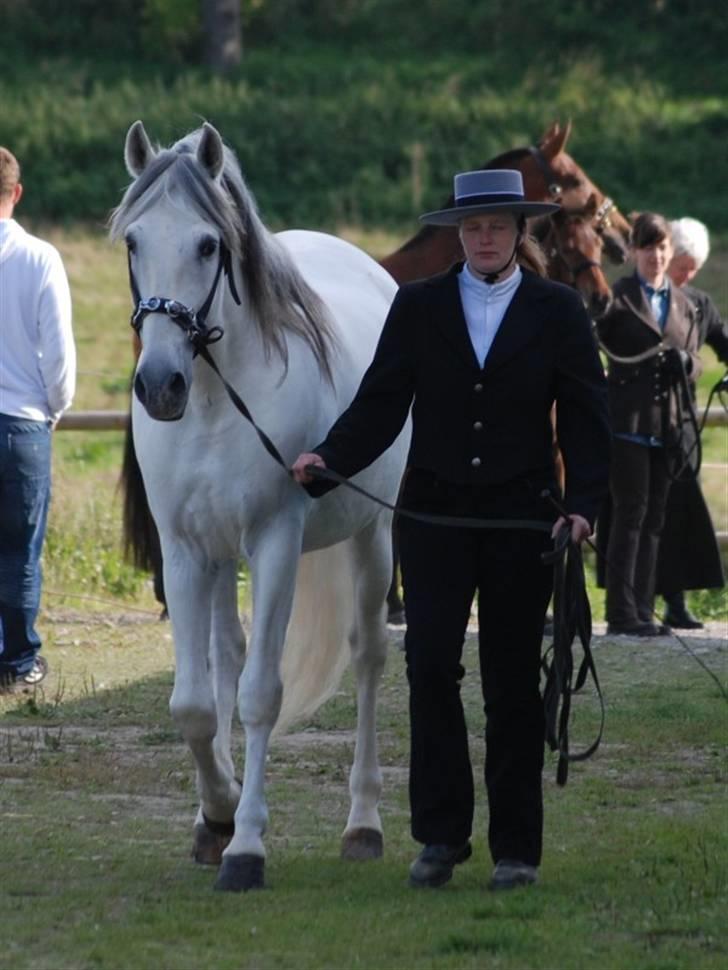 Pura Raza Española versalles  billede 11