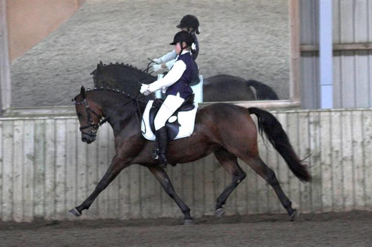 Anden særlig race Chamelli¤B-PONY¤ - Miq oq chamelli i fri trav på opvarmningsbanen, til distriktsstævne i Sundeved :)    Taqet af: Lena Elsborg billede 1