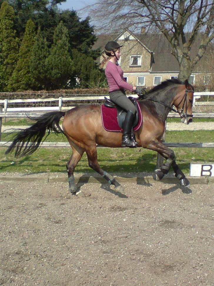 Anden særlig race Chamelli¤B-PONY¤ - dressurtræning :) <3 billede 4