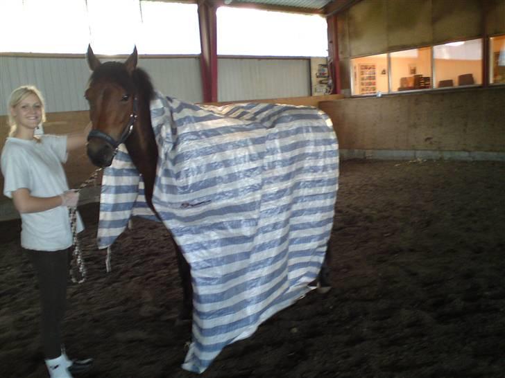 Anden særlig race Chamelli¤B-PONY¤ - Min hest kan godt lide at bo i telt :) billede 6